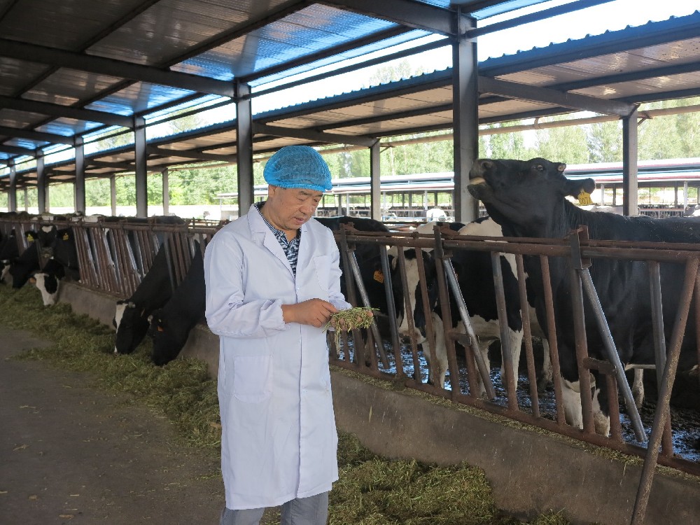 原奶質(zhì)量守護者?，玉米青貯護航隊——前進牧業(yè)粗飼料部青貯收購工作紀(jì)實